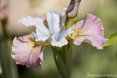 Iris_Sugar_Rush__1448_800_sRGB.jpg