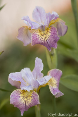 Iris_Sugar_Rush_1728_800_sRGB.jpg