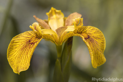 Iris_Berlin_Tiger_2107_800_sRGB.jpg