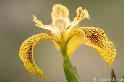 Iris_Berlin_Tiger_2417_800_sRGB.jpg