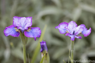 Iris_My_Girl_Emily_2395_800_sRGB.jpg