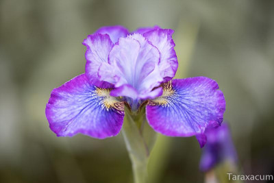Iris_My_Girl_Emily_2400_1200_sRGB.jpg