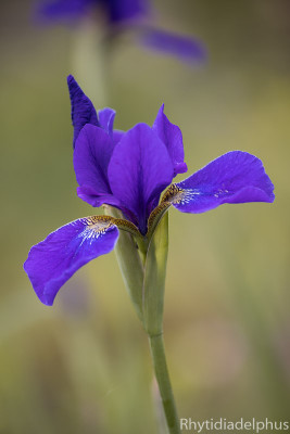 Iris_Hoehenflug_1665_800_sRGB.jpg