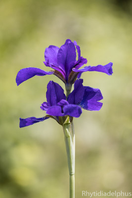 Iris_Hoehenflug_1939_800_sRGB.jpg