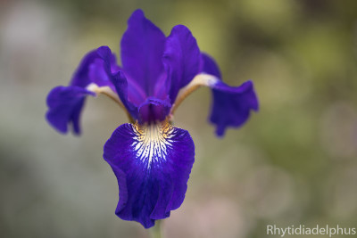 Iris_Blauer_Funkturm_2095_800_sRGB-2.jpg