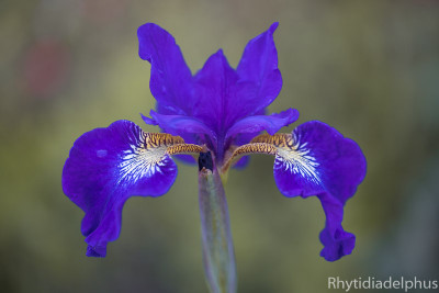 Iris_Blauer_Funkturm_2292_800_sRGB-2.jpg