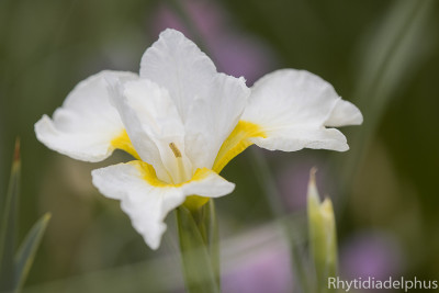 Iris_Frau_Holle_1985_800_sRGB.jpg