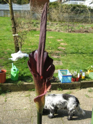 Amorphophallus_konjac_Blute.jpg