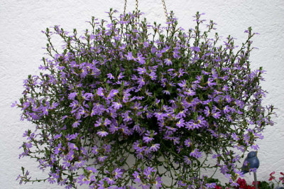 Faecherblume0107.jpg