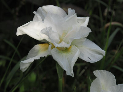 Iris sibirica weiß P5300516.JPG