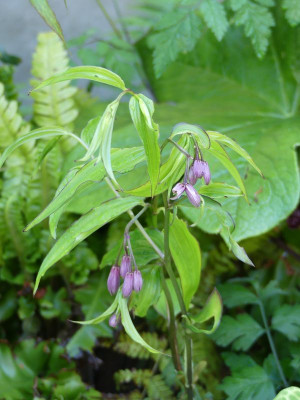 2022-05-28 Disporum cantoniense 'Blueberry Bere'.jpg