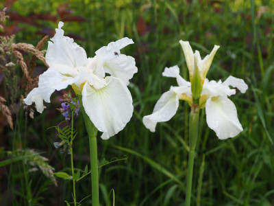 Iris sibirica weiß vielleicht Erste Sahne P6100350.JPG