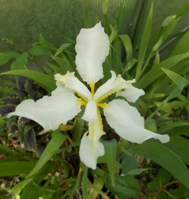 DSCN3926_Iris_tectorum_weiss.jpg