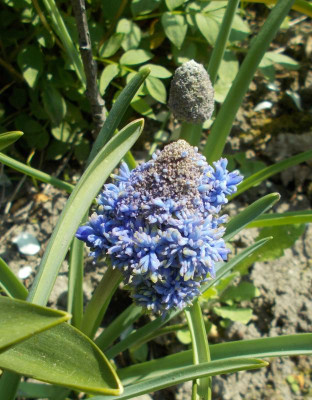 DSCN3932_Muscari_Fantasy_Creation.jpg