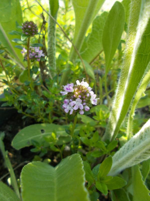 DSCN3933_Thymus_in_Silphie.jpg