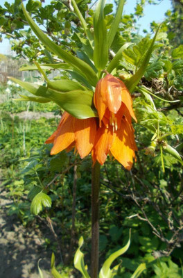 DSCN3935_Fritillaria_Stachelbeere.jpg