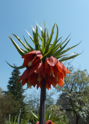 DSCN3938_Fritillaria_imperialis.jpg