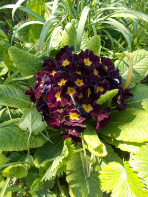 DSCN3940_Primula_dunkel.jpg