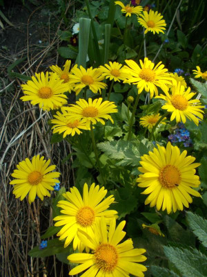 DSCN3945_Doronicum_orientale.jpg