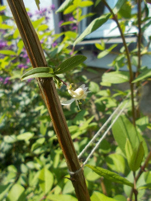 DSCN3951_Lonicera_fragrantissima.jpg