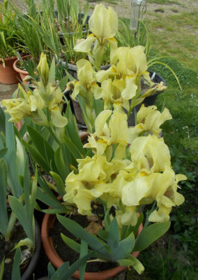 DSCN3969_Iris_imbricata.jpg