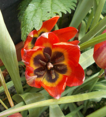 DSCN3992_Tulipa_hageri.jpg