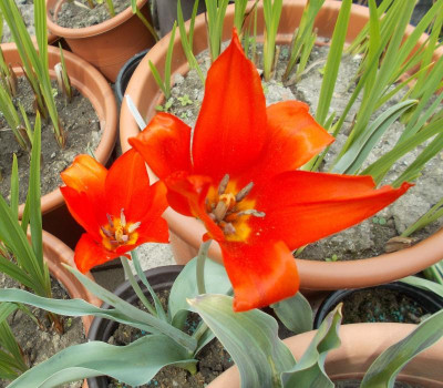 DSCN3993_Tulipa_ostrowskiana.jpg