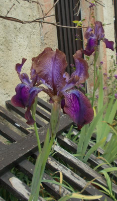 DSCN3994_Iris_Afrosiab.jpg