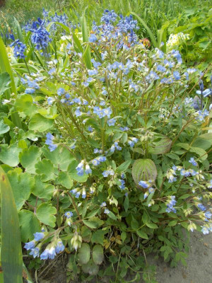 DSCN4004_Blau.jpg