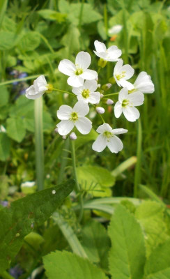 DSCN4022_Cardamine_pratensis.jpg