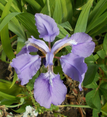 DSCN4027_Iris_tectorum_blau.jpg