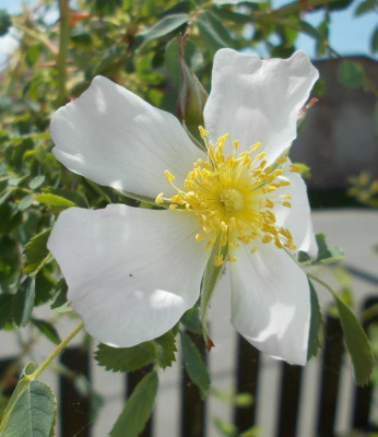 DSCN4036_Rosa_cf_fedtschenkoana.jpg