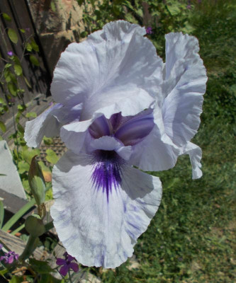 DSCN4044_Iris_Mohr_Pretender.jpg