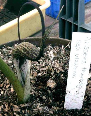 Arisaema_thunbergii_ssp_urashima_04_2004_eFoto-Heinz.JPG