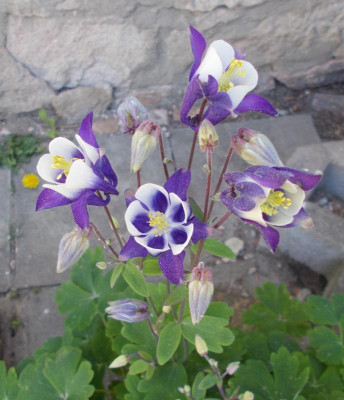 DSCN4045_Aquilegia.jpg