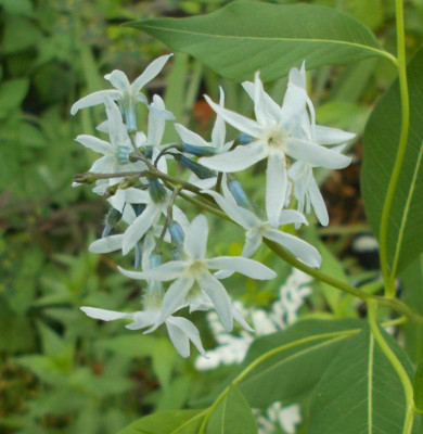 DSCN4058_Amsonia_tabernaemontana_var_salicifolia.jpg