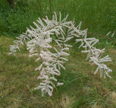 DSCN4060_Tamarix.jpg