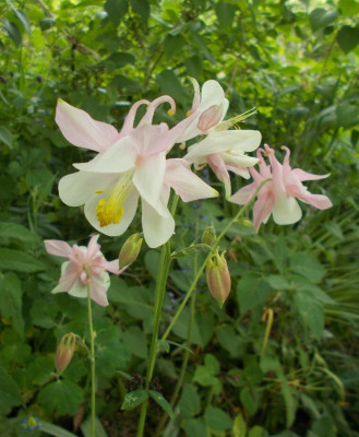 DSCN4065_Aquilegia.jpg