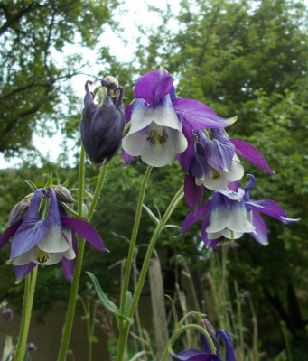 DSCN4072_Aquilegia.jpg