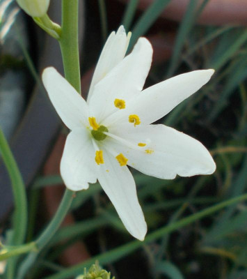 DSCN4079_Anthericum_liliago.jpg