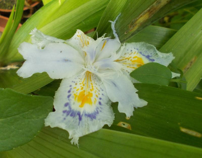 DSCN4083_Iris_confusa.jpg