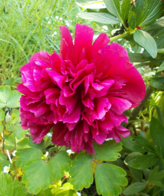 DSCN4085_Paeonia.jpg