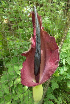 DSCN4087_Dracunculus_vulgaris.jpg