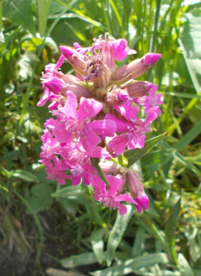 DSCN4088_Lychnis_viscaria_Viscafeuer.jpg