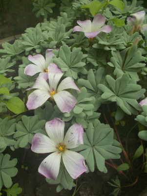 DSCN4095_Oxalis_adenophylla.jpg