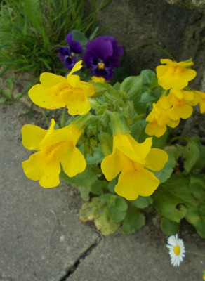DSCN4102_Bunte_Fuge.jpg