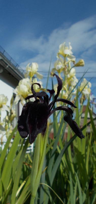 DSCN4105_Iris_chrysographes_flavescens.jpg