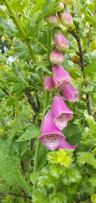 DSCN4143_Digitalis_purpurea.jpg