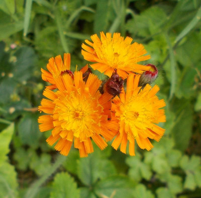 DSCN4148_Hieracium_aurantiacum.jpg