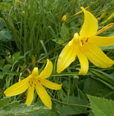 DSCN4151_Hemerocallis_minor.jpg